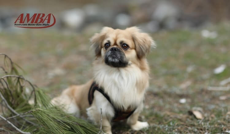 Pekingese