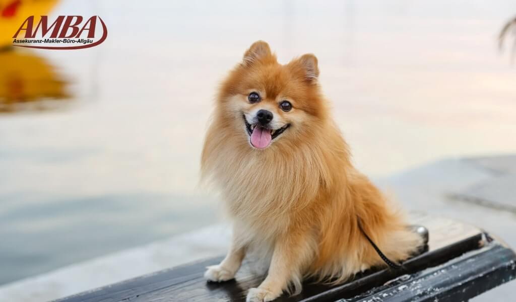 Alles über den Pomeranian