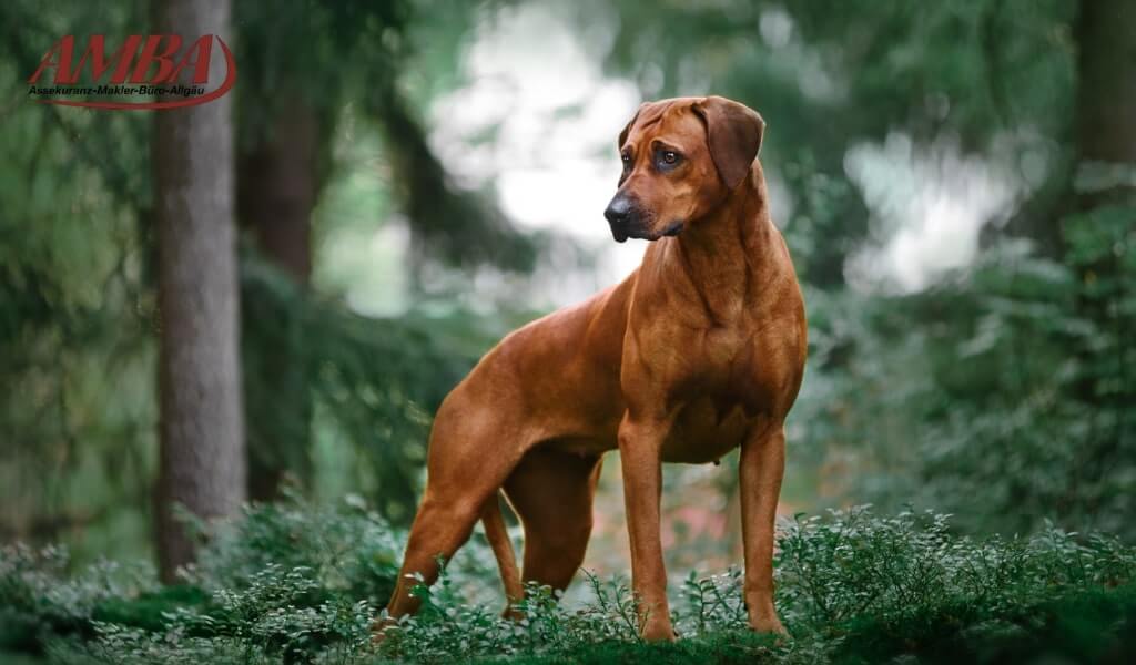 Rhodesian Ridgeback