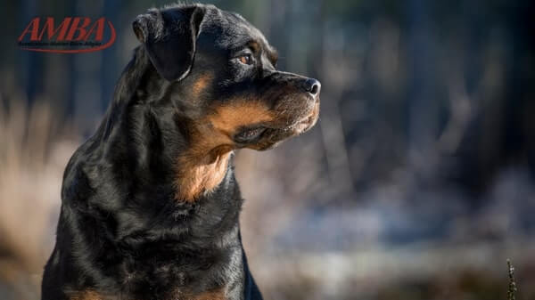 Rottweiler