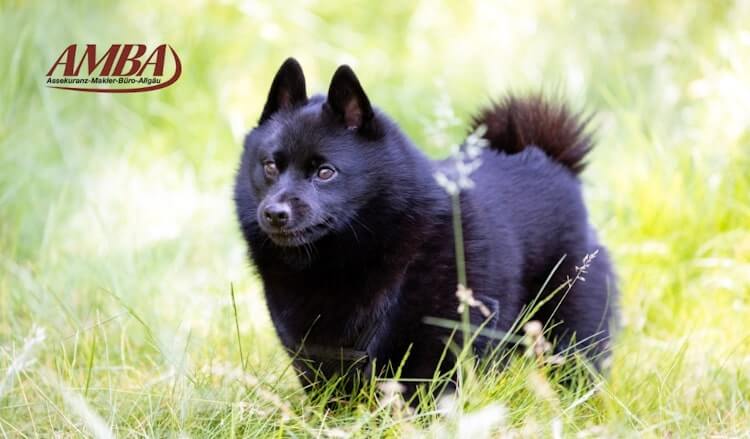 Schipperke