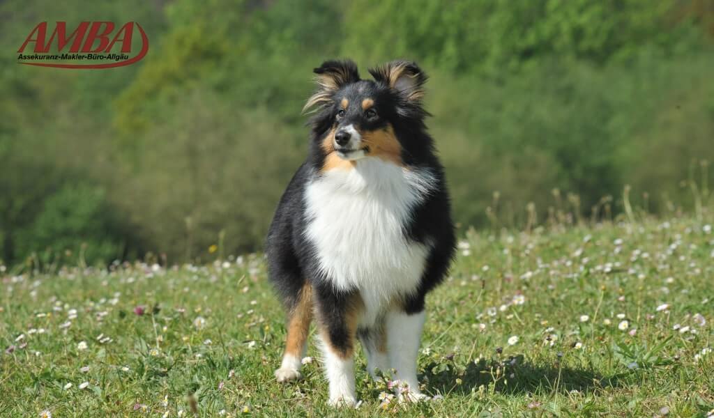 Alles über den Shetland Sheepdog