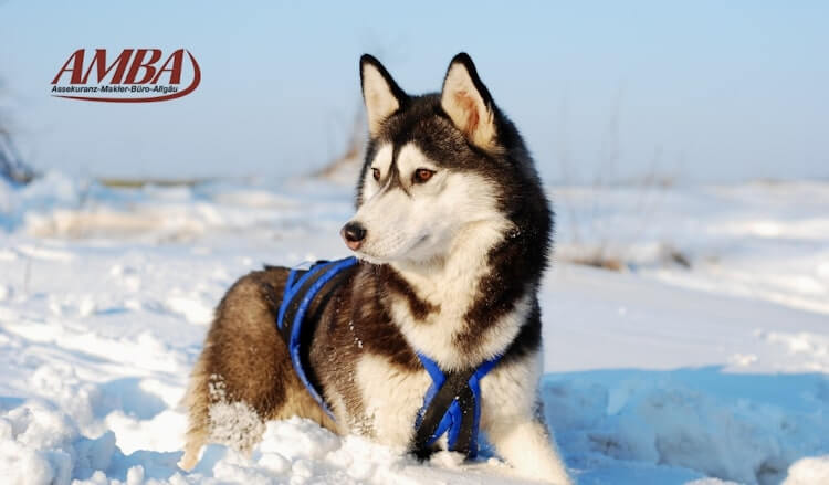 Siberian Husky