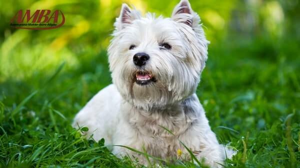 West Highland White Terrier