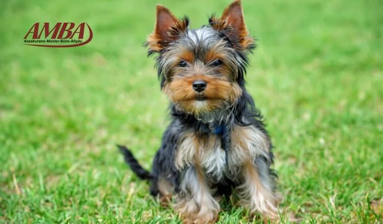 Yorkshire Terrier