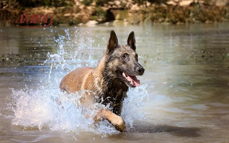 Belgischer Schäferhund