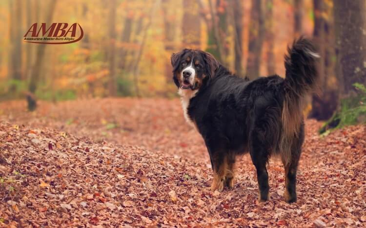 Berner Sennenhund