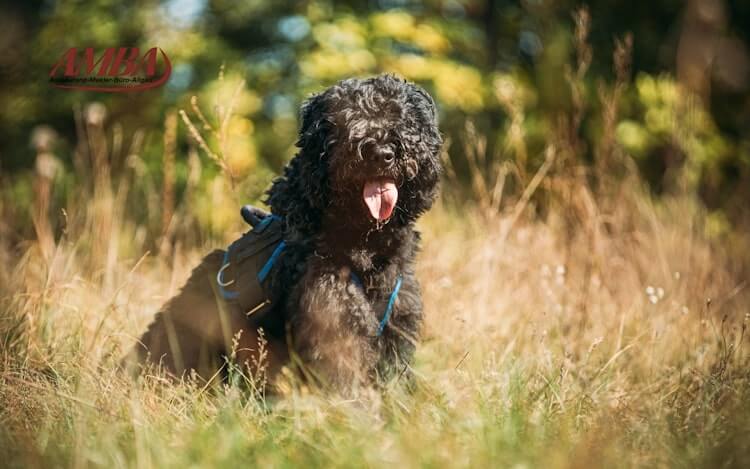 Bouvier des Flandres