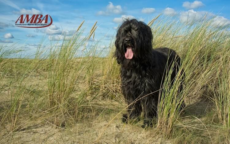 Briard