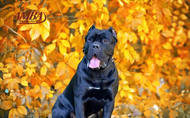 Cane Corso Italiano