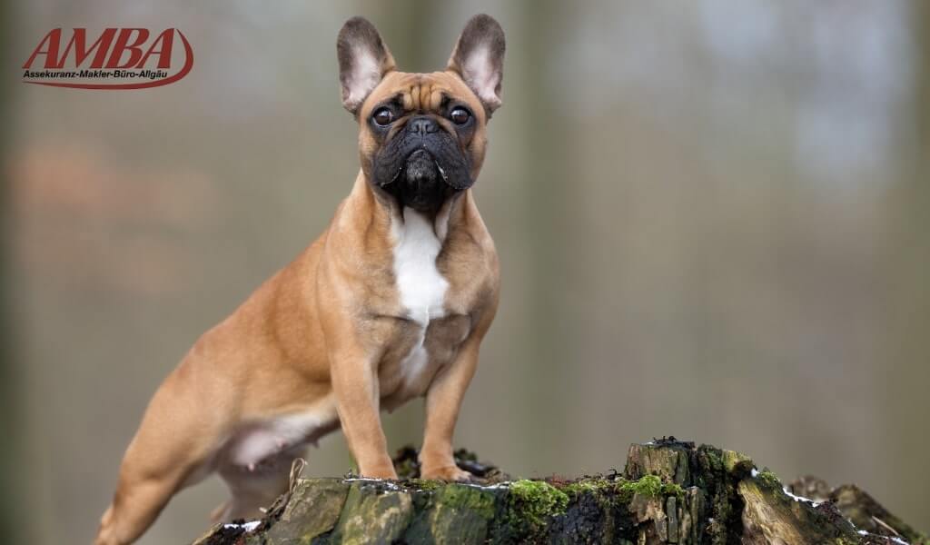 französische Bulldogge