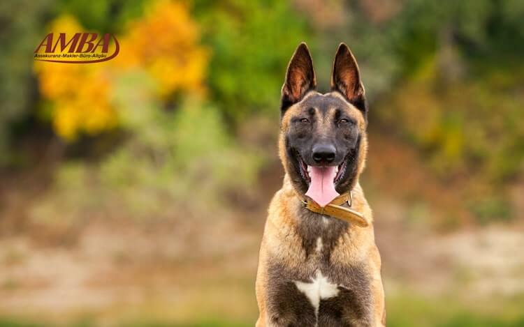 Malinois