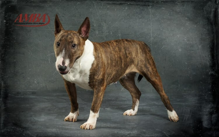 Miniature Bull Terrier