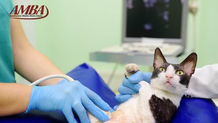 Die beste Katzen Krankenversicherung im Vergleich finden