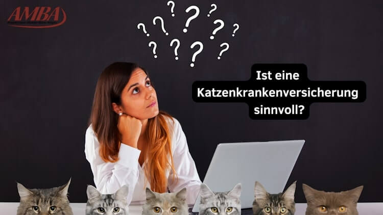 Ist eine Katzenkrankenversicherung sinnvoll?