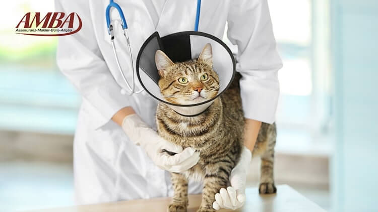 Eine Katzenkrankenversicherung als Schutz für Ihren Liebling