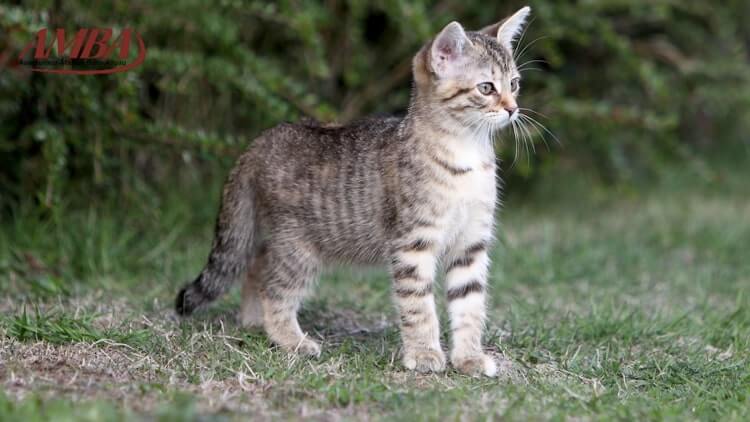 Was kostet die Katzenkrankenversicherung für europäisch Kurzhaar Katze