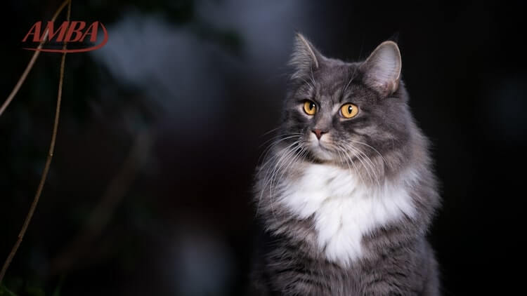 Was kostet die Katzenkrankenversicherung für Maine Coon