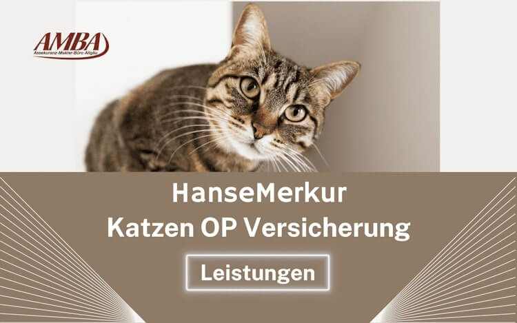 Die Operationskosten Versicherung der HanseMerkur für Katzen