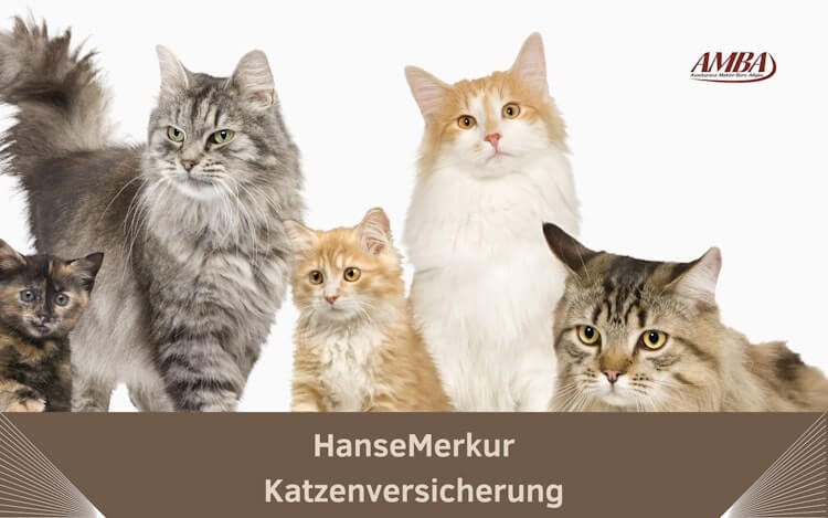 HanseMerkur Katzenversicherung bietet umfassenden Schutz für Ihre Katze