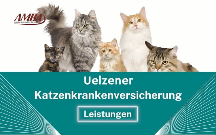 Uelzener Katzenkrankenversicherung