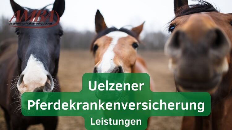 Informationen zur Uelzener Pferdekrankenversicherung, die eine zuverlässige Absicherung für Ihr Pferd zu erschwinglichen Preisen anbietet.