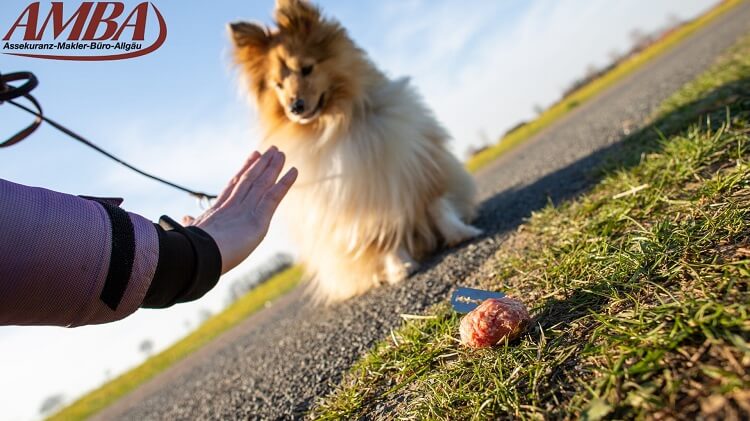 Hund vor Giftködern schützen