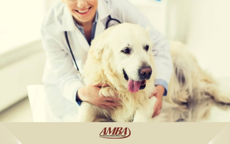 Hundekrankenversicherung für ältere Hunde
