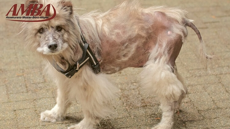 Hund mit Haarausfall