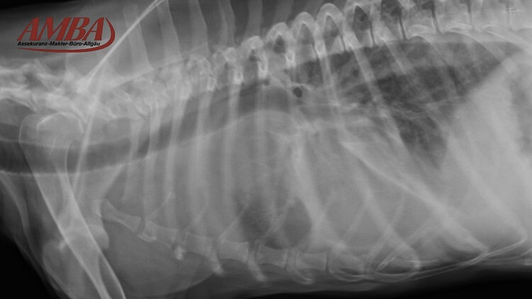 Röntgenansicht Megaösophagus bei einem Hund