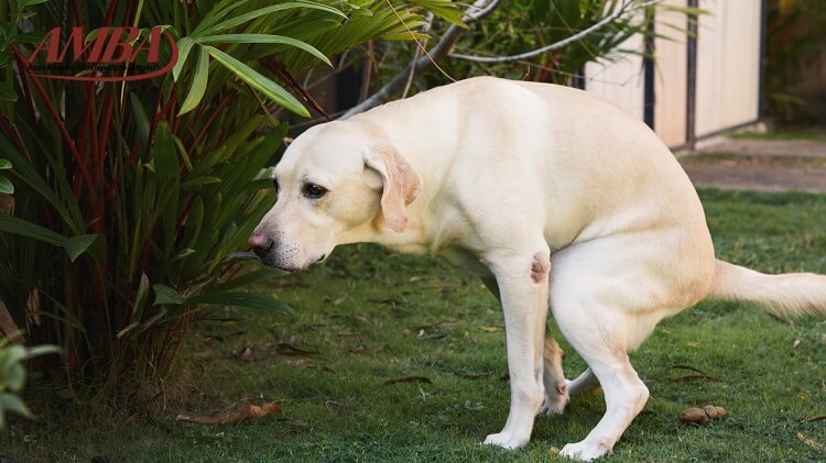 Hund leidet an Verstopfung