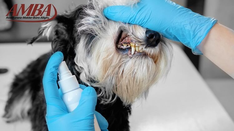 Ein Hund mit offenem Mund und Zahnstein auf den Zähnen  Bildtitel: Zahnstein beim Hund