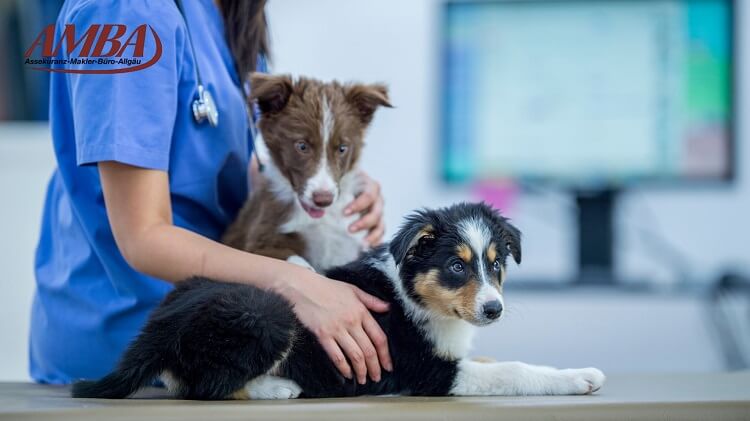 Welpen bei der Vorsorgeuntersuchung beim Tierarzt