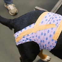 Hunde OP Versicherung AGILA, Barmenia Hunde OP Versicherung, Allianz Hunde OP Versicherung, Uelzener Hunde OP Versicherung, Vergleich Hunde OP Versicherung, Testsieger Hunde OP Versicherung