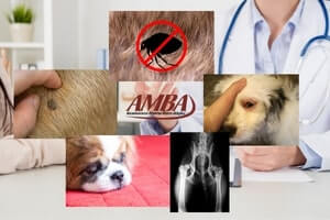 die häufigsten Krankheiten bei Hunde