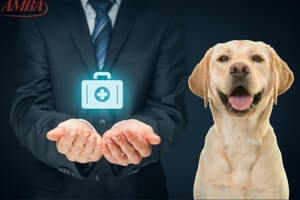 Krankenversicherung für Ihren Hund
