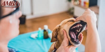 Zahnversicherung für Hunde