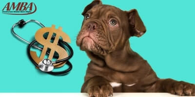 Was kostet eine Hundeversicherung
