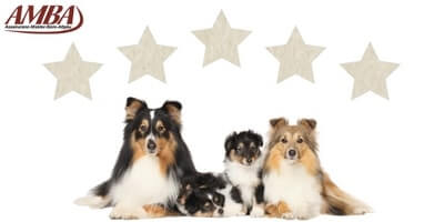 Welche ist die beste Hundeversicherung