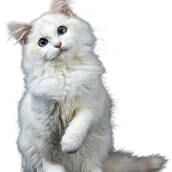 Katzenversicherung, Vergleich Katzen Versicherung, Katzenversicherung ohne Wartezeit, Wie alt darf Katze sein, Lohnt sich Katzenversicherung