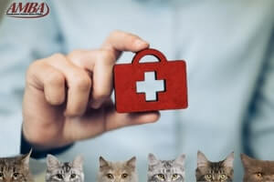 Katzenversicherung