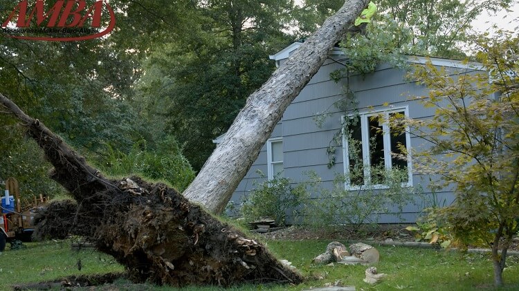 umgestürzter Baum - Sturmschäden mit einer Sturmversicherung absichern